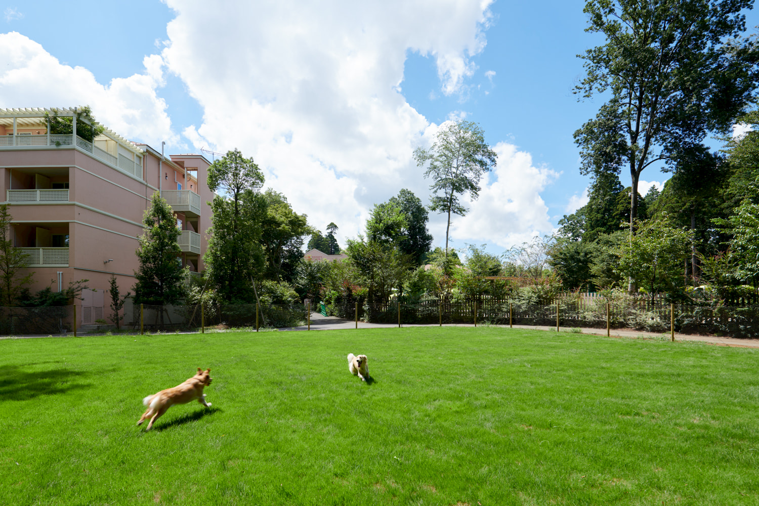 img_dogrun_only